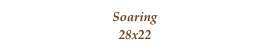 Soaring
28x22